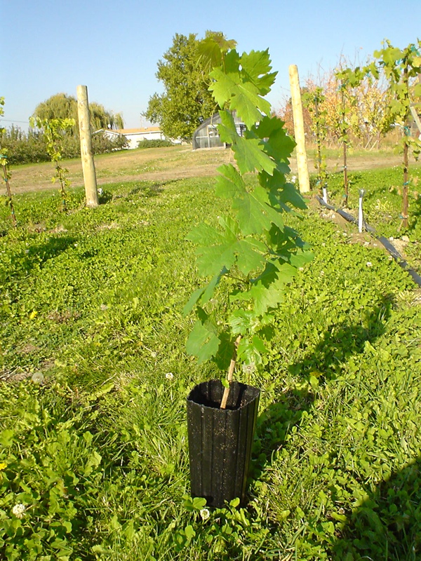 Potted grapevines