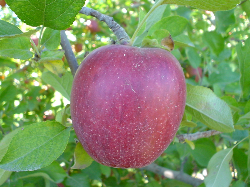 Rocket Red Braeburn