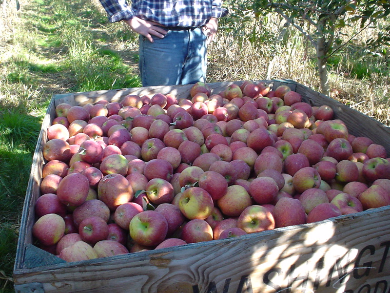 Rocket Red Braeburn